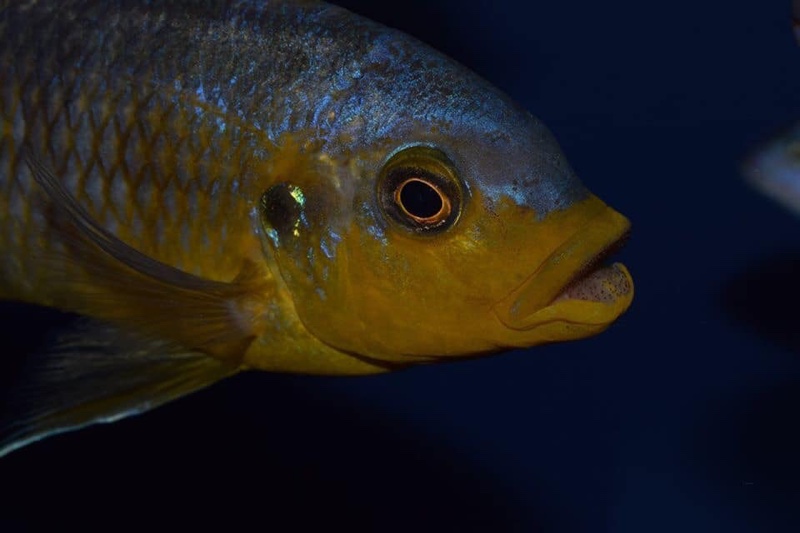 Petrotilapia genalutea 'Makokola'